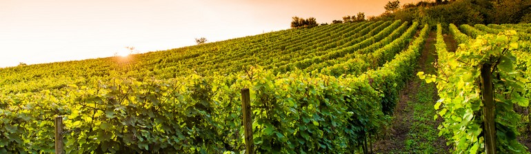 vin article